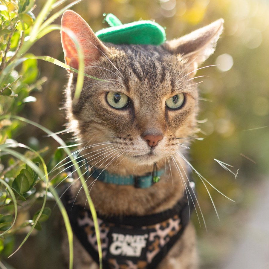 Ozzy, a tabby cat in a tiny green beret