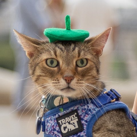 Ozzy in his green beret at the Eiffel Tower