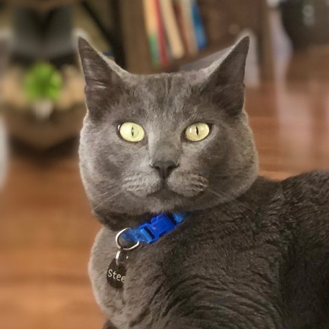 Steel, a gray cat, lounging