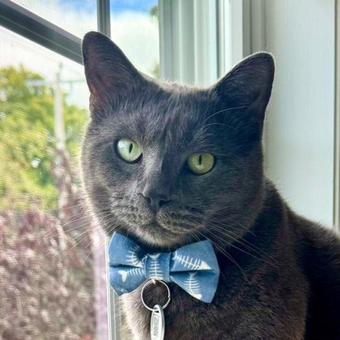 Ziggy, a gray cat in a bow tie, sitting in a window